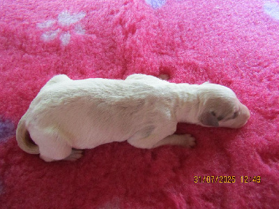 CHIOT