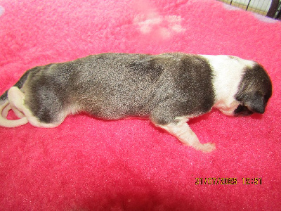 CHIOT