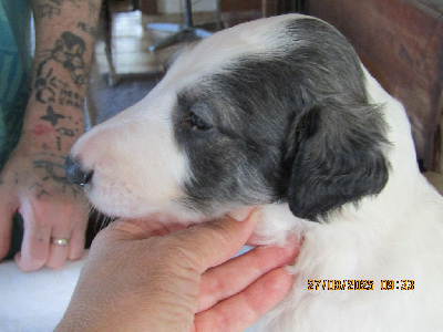 CHIOT