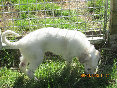 CHIOT