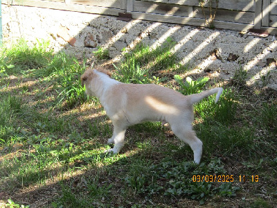 CHIOT