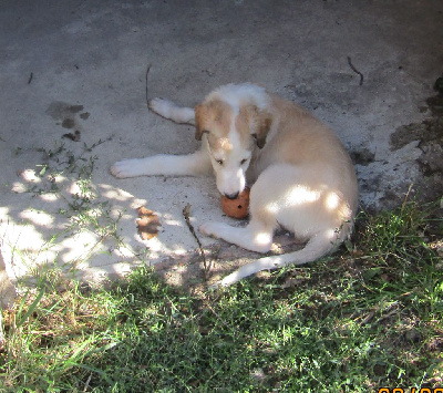 CHIOT