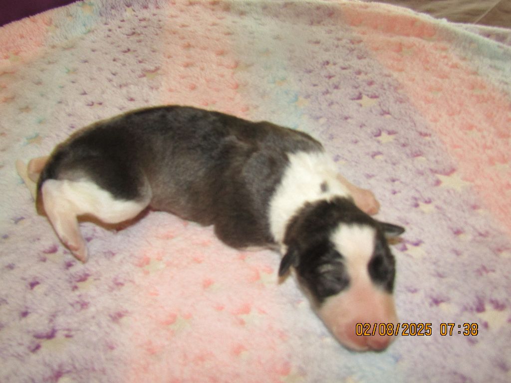 du Domaine d'Iasnaïa-Poliana - Chiots disponibles - Barzoi