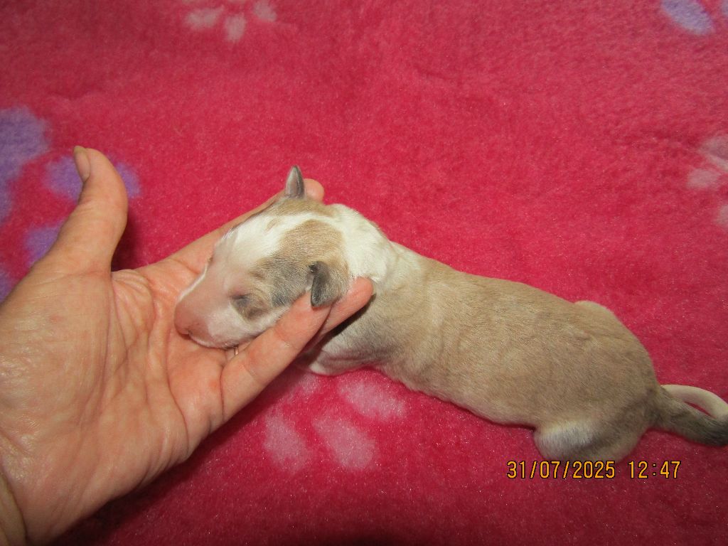 du Domaine d'Iasnaïa-Poliana - Chiots disponibles - Barzoi