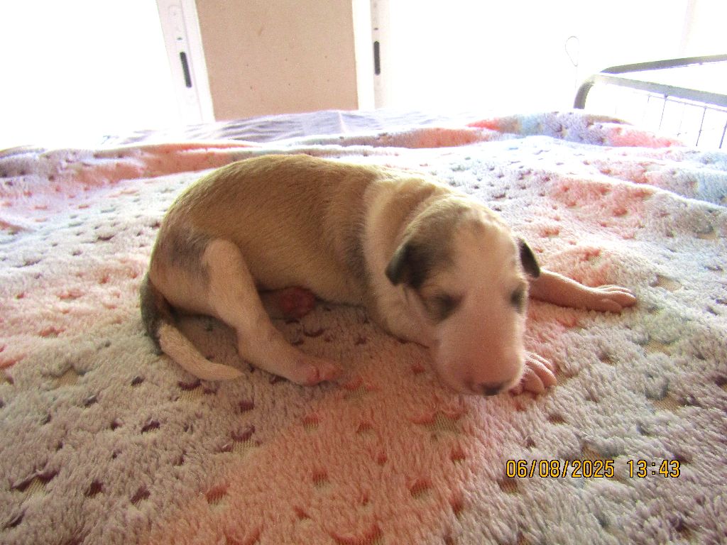du Domaine d'Iasnaïa-Poliana - Chiots disponibles - Barzoi