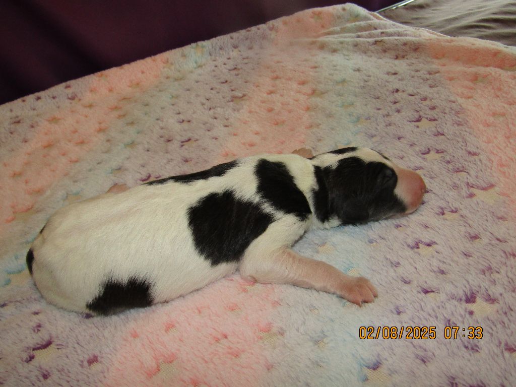 du Domaine d'Iasnaïa-Poliana - Chiots disponibles - Barzoi