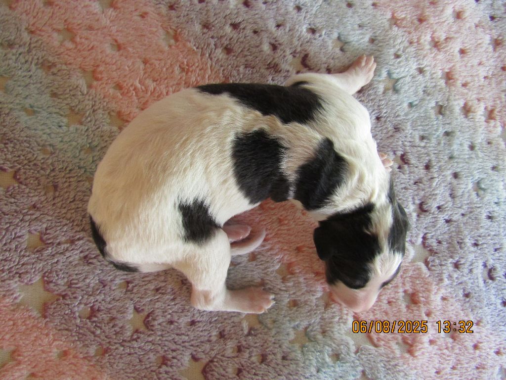 du Domaine d'Iasnaïa-Poliana - Chiots disponibles - Barzoi